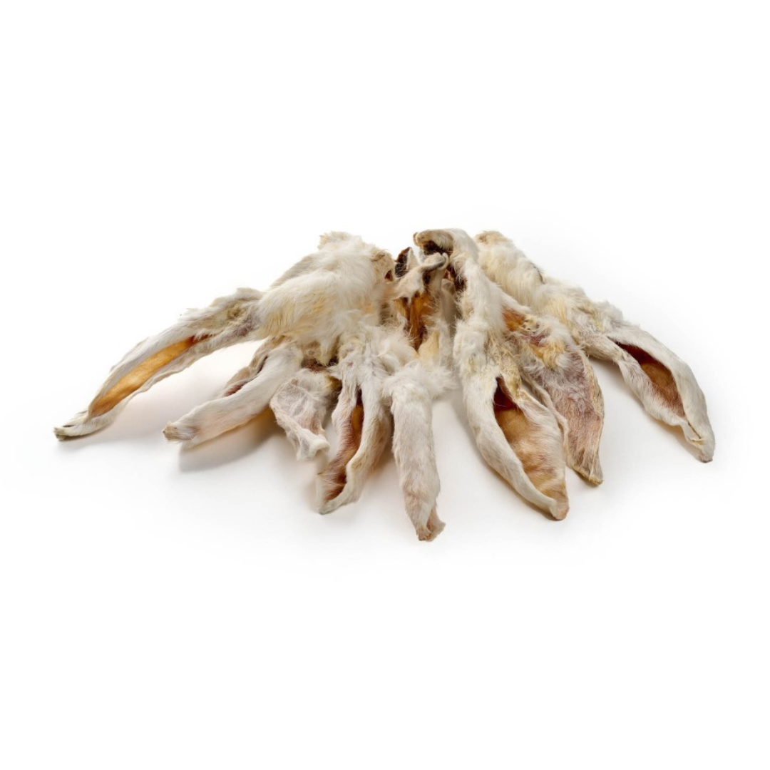 oreilles de lapin avec fourrure mastication chien